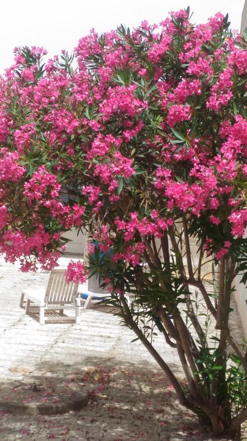 Villino Oleandro Villa ซานตามาเรีย เดล โฟกัลโล ภายนอก รูปภาพ